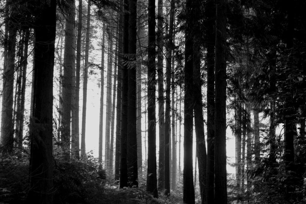 Sorte træer i skov