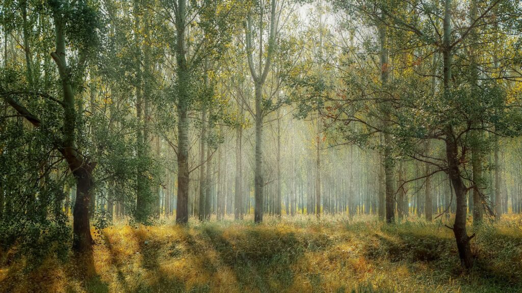 Stilhed i skoven